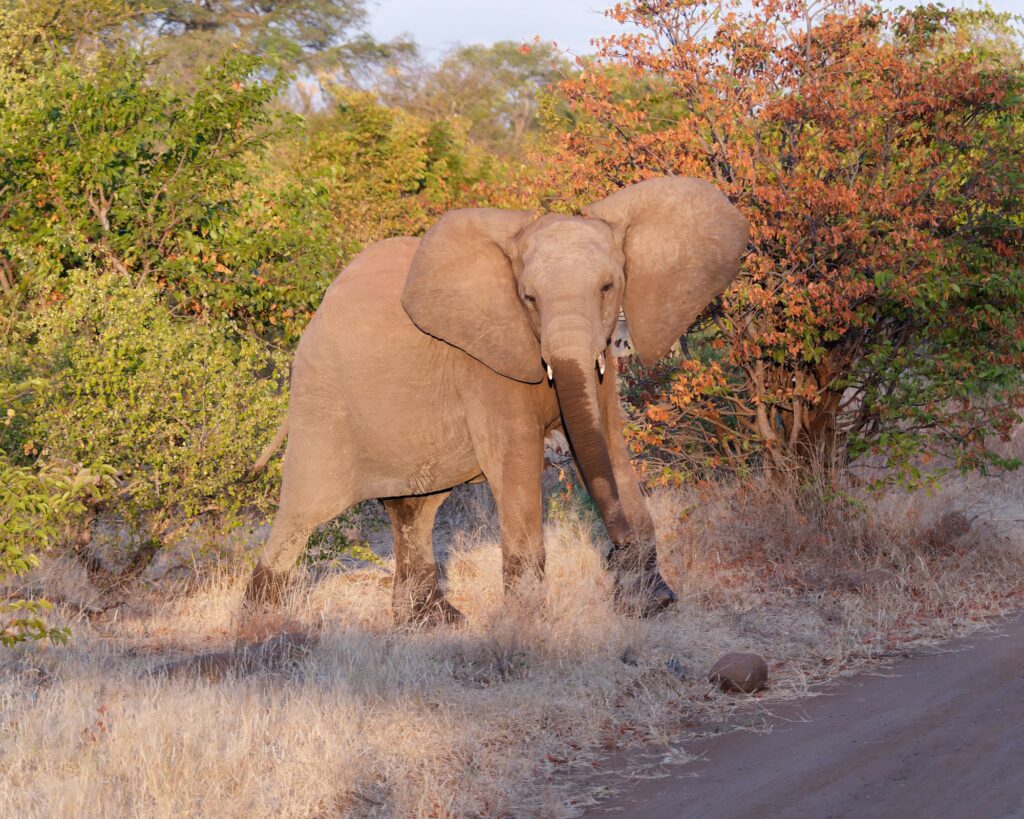 Elephant at Zambezi National Park in Zimbabwe