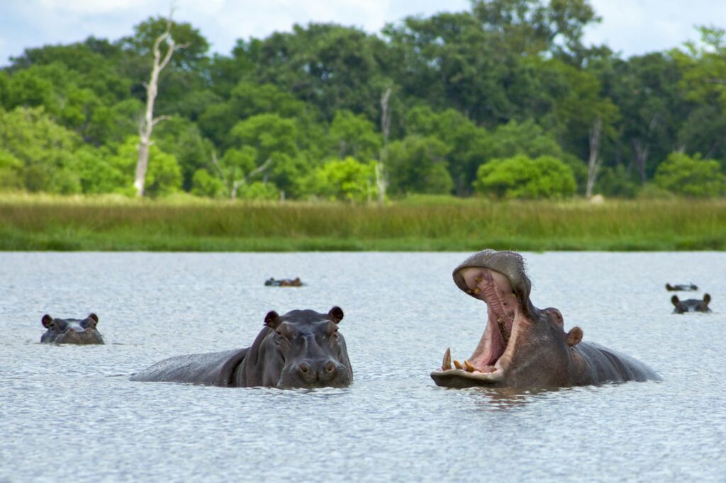 Hippopotamus in Okavango Delta - Moremi National Park in Botswana