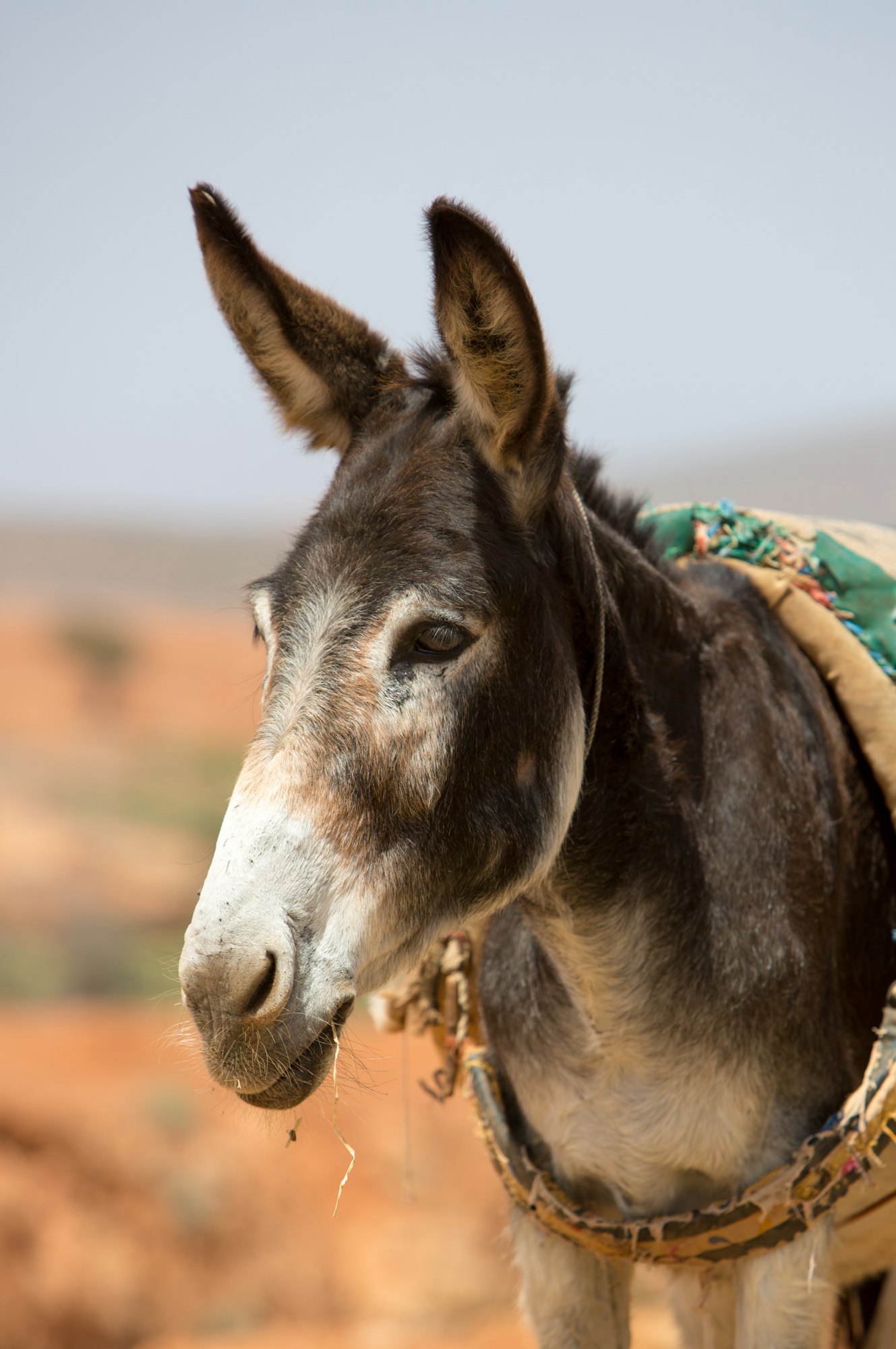 Portrait of Donkey in Morocco
