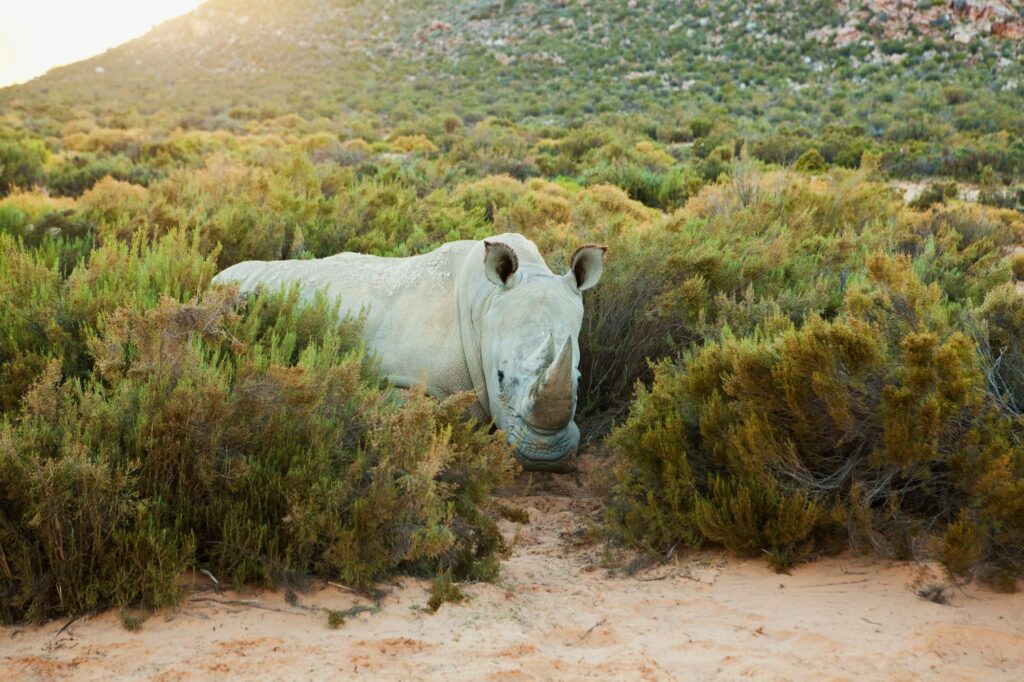 Rhino, South Africa
